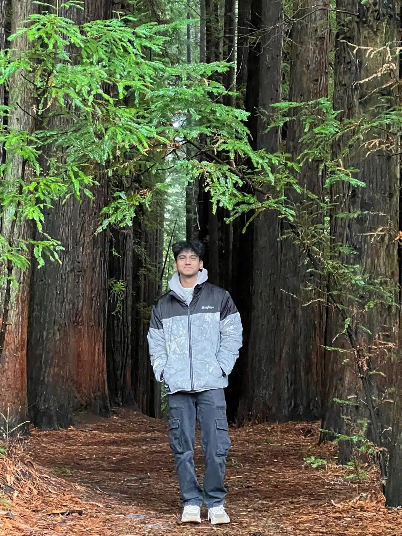 A person stands on a forest floor, surrounded by tall redwood trees and green foliage, wearing a grey jacket and dark trousers with hands in their pockets.
